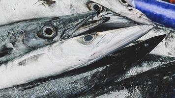 närbild färsk kung makrill fisk med skal på lokal- skaldjur marknadsföra för rea, kung makrill fisk är tillgängliga i stormarknader är en populär skaldjur med en utsökt smak, kung makrill fisk bakgrund foto