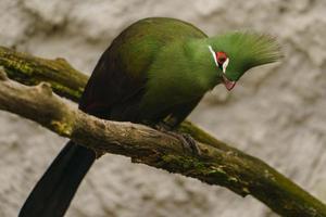 grön turaco på gren foto