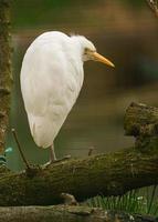 nötkreatur häger i Zoo foto