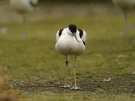 Foto av en pied avocet