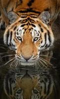 Foto av en sibirisk tiger