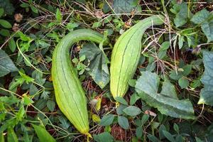 zucchini grön svamp kalebass på vin växt i de vegetabiliska trädgård foto