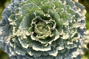 dekorativ grön kål vegetabiliska blomma eller grönkål planterade för dekorativ i de trädgård foto