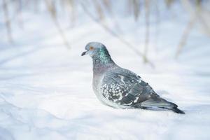 en inhemsk duva på vit snö i vinter. urban fåglar i de snö.a blå duva. foto