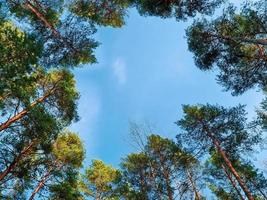 botten se av krona av lång tallar. barr- träd i de skog mot de blå himmel. bred skytte vinkel. foto