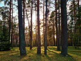 Sol strålar lysande i skog. silhuetter av träd och skuggor. solnedgång bland lång tallar. naturlig landskap. foto