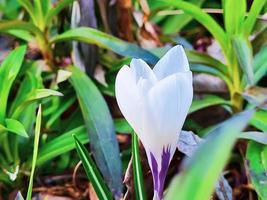 först blommor i tidigt vår. vit krokusar närbild. foto