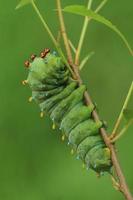 cecropia fjäril larv foto