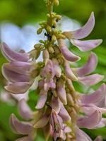 makro fotografi natur bakgrund foto