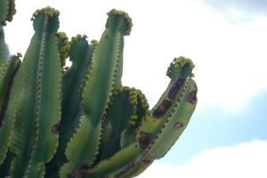 fauna och flora av de ö av gran canaria i de atlanten hav foto