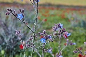 vild röd anemon blommor och blå blommor blomma i vår. öken- av de negev. sydlig israel. foto