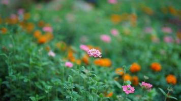 de skön blommor blomning i de trädgård i sommar foto