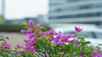 de skön blommor blomning i de parkera av de stad i sommar foto