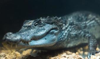 krokodil djur- närbild foto