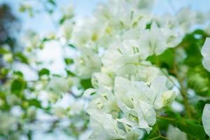 skön bougainvillea, vit bougainvillea blommor, vit blommor se tycka om papper, selektiv punkt, använda sig av tapet, foto