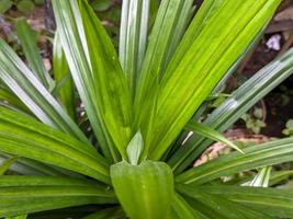 en stänga upp av pandanus amaryllifolius löv foto