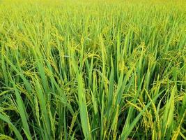 ris fält med grön ris växter den där är startande till ålder foto