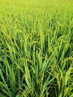 ris fält med grön ris växter den där är startande till ålder foto