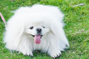 valp pekingese ras, vit hund , skönhet , lekfullhet i de trädgård foto