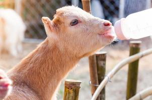 matning bebis get med mjölk flaska på gård, foder de hungrig get med mjölk foto