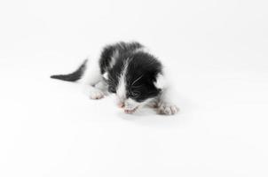 söt små svart och vit kattunge på en vit bakgrund, först dag efter födelse foto