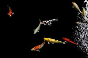 koi simning i en vatten trädgård, färgglad koi fisk, detalj av färgrik japansk karp fisk simning i damm foto