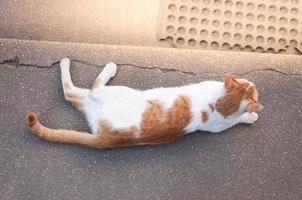 liten vit katt sömn och vilar på gammal betong golv bakgrund, söt katt väntar för smeker foto