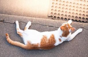 liten vit katt sömn och vilar på gammal betong golv bakgrund, söt katt väntar för smeker foto