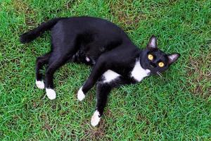 söt svart katt liggande på grön gräs gräsmatta, topp se foto