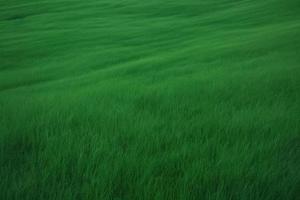 grön gräs bakgrund illustration foto