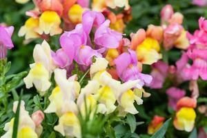 blomstrande blommor på de gata av annorlunda färger foto