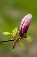 makro blomning magnolia på en gren foto