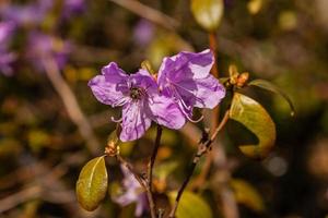 makro av en gren av ledum blomma foto