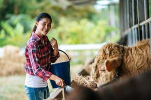 porträtt av Lycklig asiatisk jordbrukare kvinna med hink av hö matning kor i ladugård på mejeri odla. lantbruk industri, jordbruk, människor, teknologi och djur- hushållning begrepp. foto