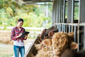 asiatisk ung jordbrukare kvinna med läsplatta pc dator och kor i ladugård på mejeri odla. lantbruk industri, jordbruk, människor, teknologi och djur- hushållning begrepp. foto