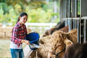 porträtt av Lycklig asiatisk jordbrukare kvinna med hink av hö matning kor i ladugård på mejeri odla. lantbruk industri, jordbruk, människor, teknologi och djur- hushållning begrepp. foto