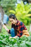 kvinna jordbruks arbetssätt i organisk vegetabiliska bruka foto