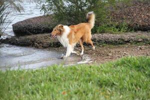 valp collie på de strand sällskapsdjur vänlig foto