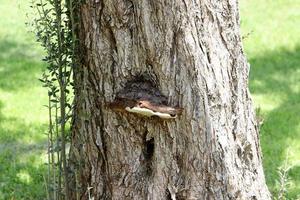 parasitisk svamp chaga på de trunk av en stor träd. foto