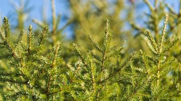 vintergröna grenar av jul träd i tall skog. närbild se av gran naturlig gran grenar redo för festlig dekoration för xmas och Lycklig ny år foto