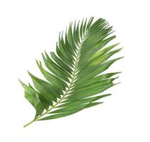 palmblad isolerad på en vit bakgrund foto