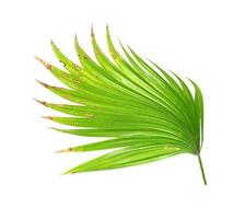 gröna blad av en palmträd isolerad på en vit bakgrund foto