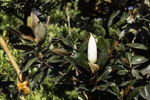 magnoliaträd och knopp foto