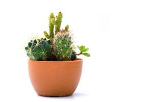kaktusar i en kruka foto