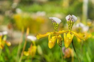 gula orkidéer i en trädgård foto