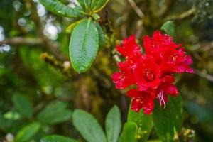 röda rododendronblommor foto