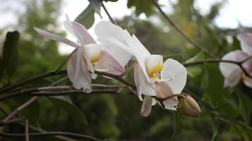 selektiv fokus phalaenopsis sp., vanligen känd som de måne orkide eller fjäril orkide i Indien och som anggrek bulan i indonesien foto