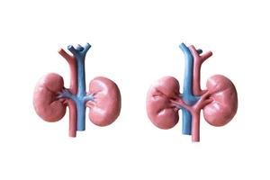anatomisk modell av mänskliga njurar isolerad på en vit bakgrund foto