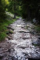 spår i skogen med vita stenar stenig stig i en skog foto