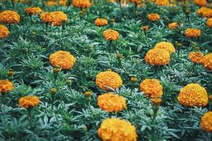 afrikanska ringblommablommor och knoppar i en trädgård foto